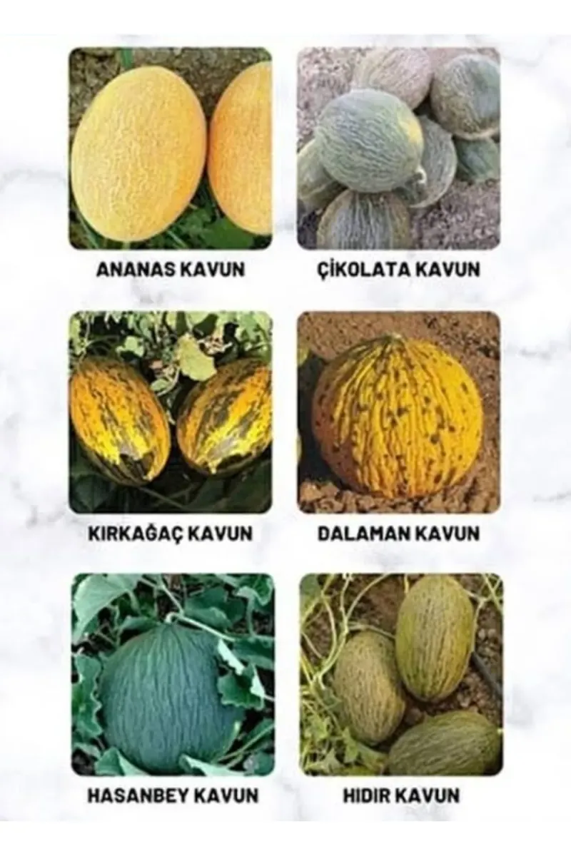 Tarımsal ve Hayvansal Ürünler 1500 Adet Karışık Cinste Köylü Kavunu Ata Tohumu görsel 1