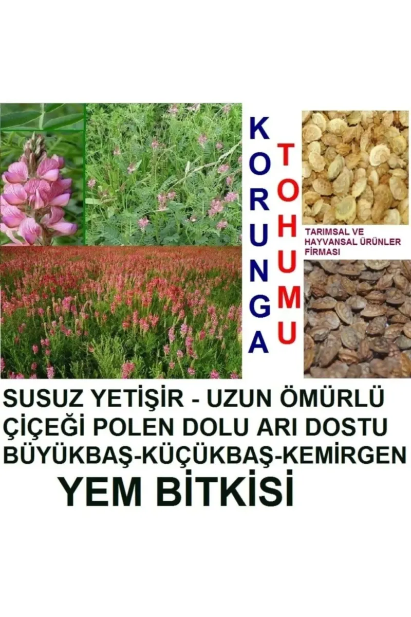 Tarımsal ve Hayvansal Ürünler 20.000 Adet Büyükbaş Hayvan Yemi Korunga Tohumu görsel 1