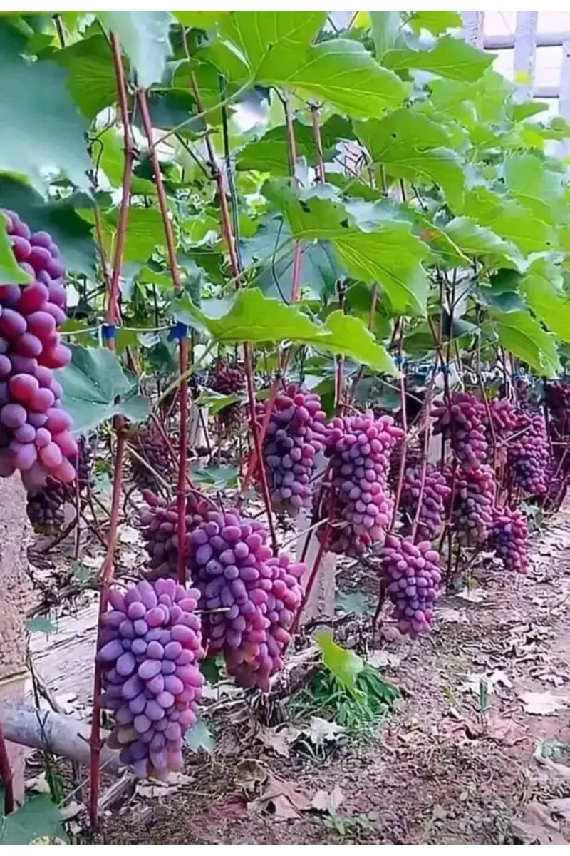 Tarımsal ve Hayvansal Ürünler Üzüm Fidanı Tohumu 5000 Adet görsel 1