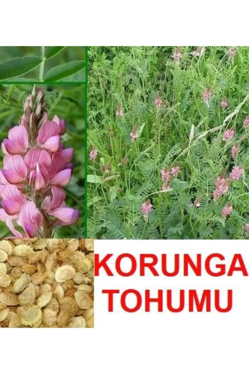 Tarımsal ve Hayvansal Ürünler Korunga Tohumu (2000 Adet) görsel 2