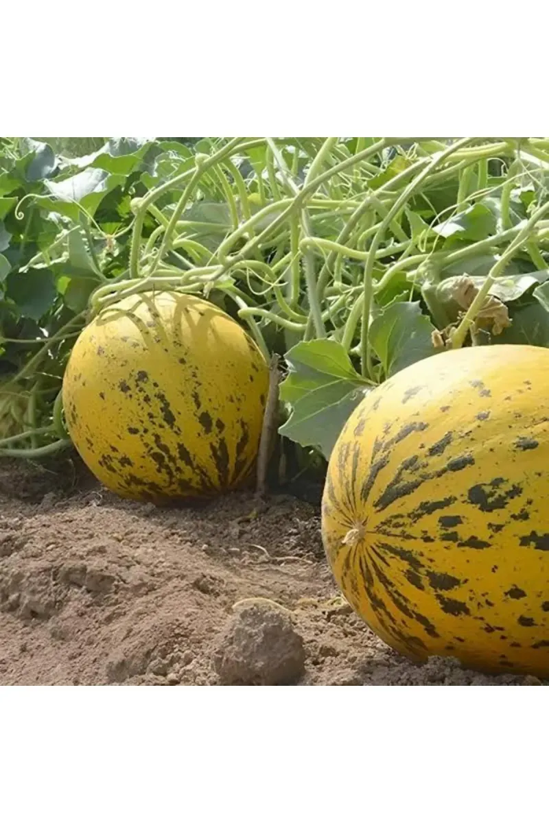 Tarımsal ve Hayvansal Ürünler 10 Adet Karışık Kavun Tohumu görsel 4