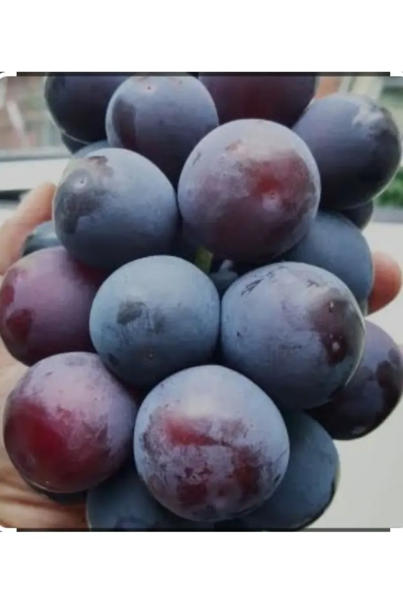 Tarımsal ve Hayvansal Ürünler 5000 Adet Üzüm Fidanı Tohumu görsel 3