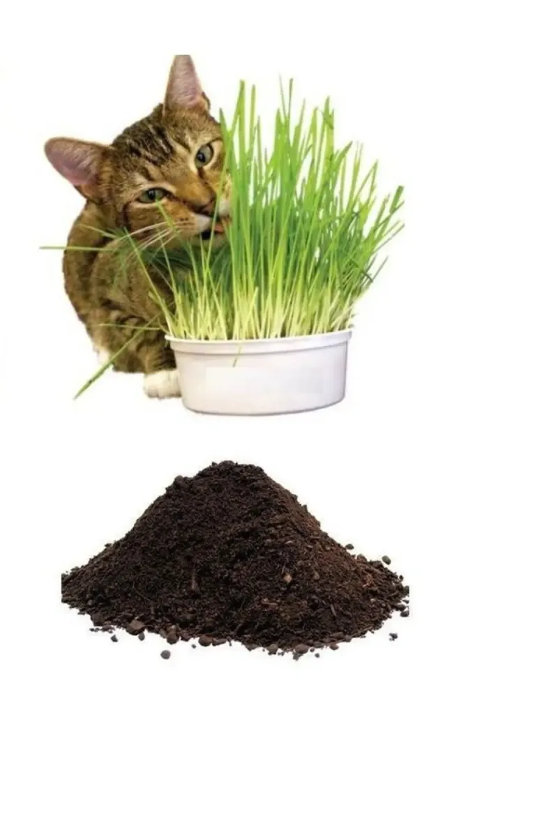Tarımsal ve Hayvansal Ürünler Kedi Çimi Tohumu (10.000 Adet Tohum) Ve Çim Ekim Toprağı (10 Litre) görsel 1