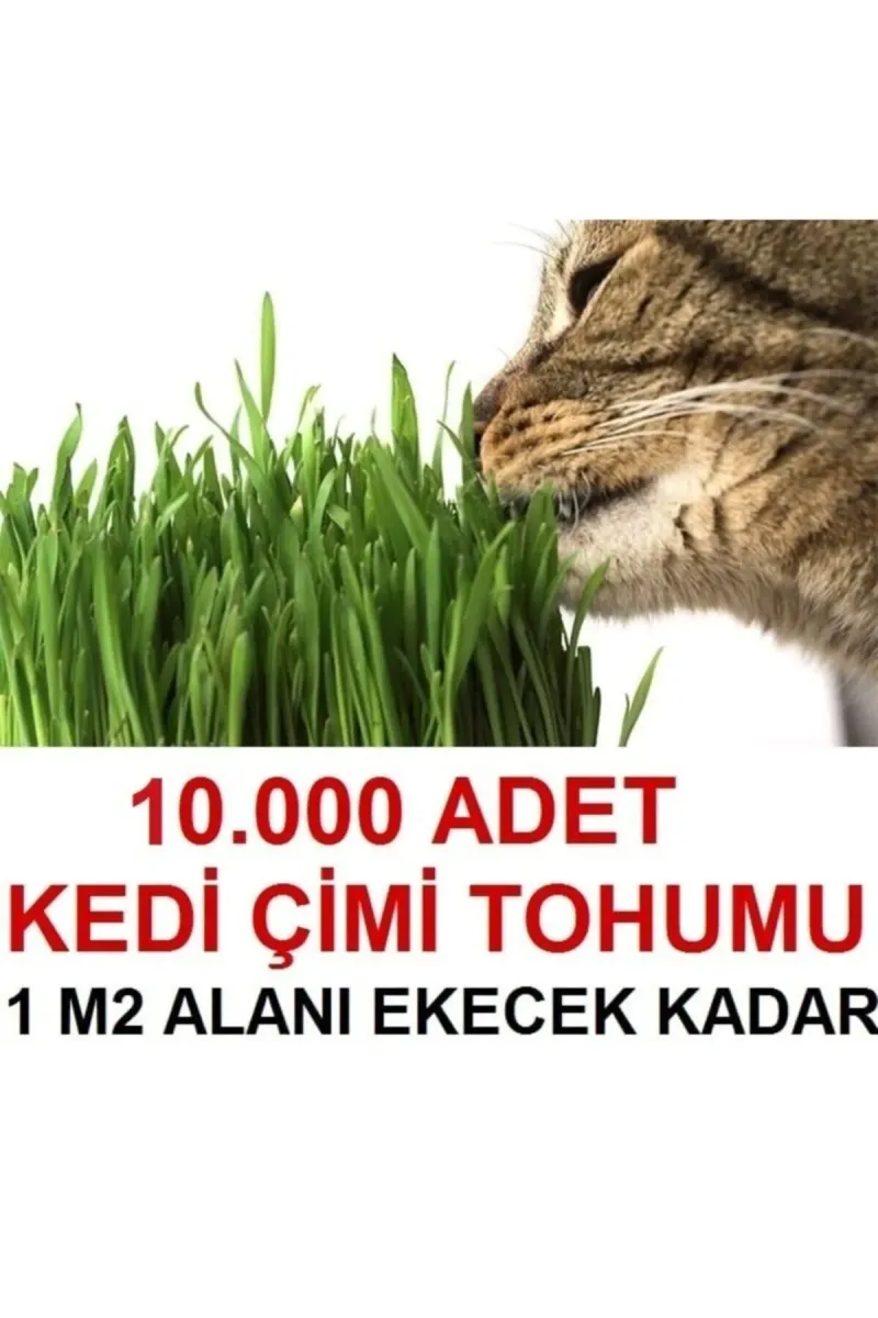 Tarımsal ve Hayvansal Ürünler Kedi Çimi Tohumu (ORTALAMA 10.000 ADET) görsel 1