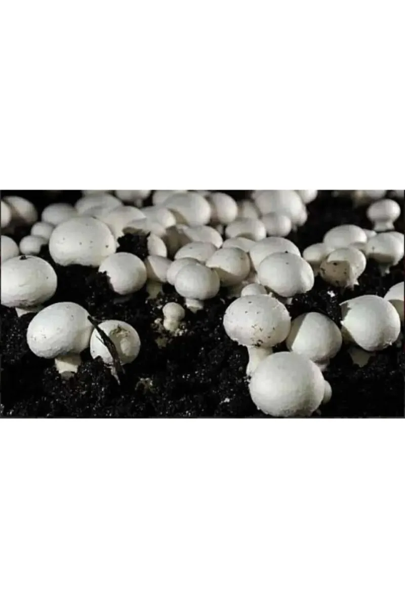 Tarımsal ve Hayvansal Ürünler	20 Litre Ekim Torfu Ve 2000 Adet Kültür Mantarı Tohumu Ile Eğitim Kılavuzu görsel 4
