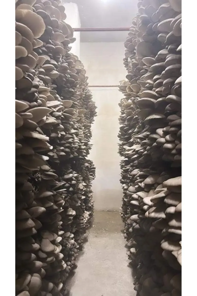 Tarımsal ve Hayvansal Ürünler 20.000 Adet İstiridye Mantarı Tohumu görsel 2