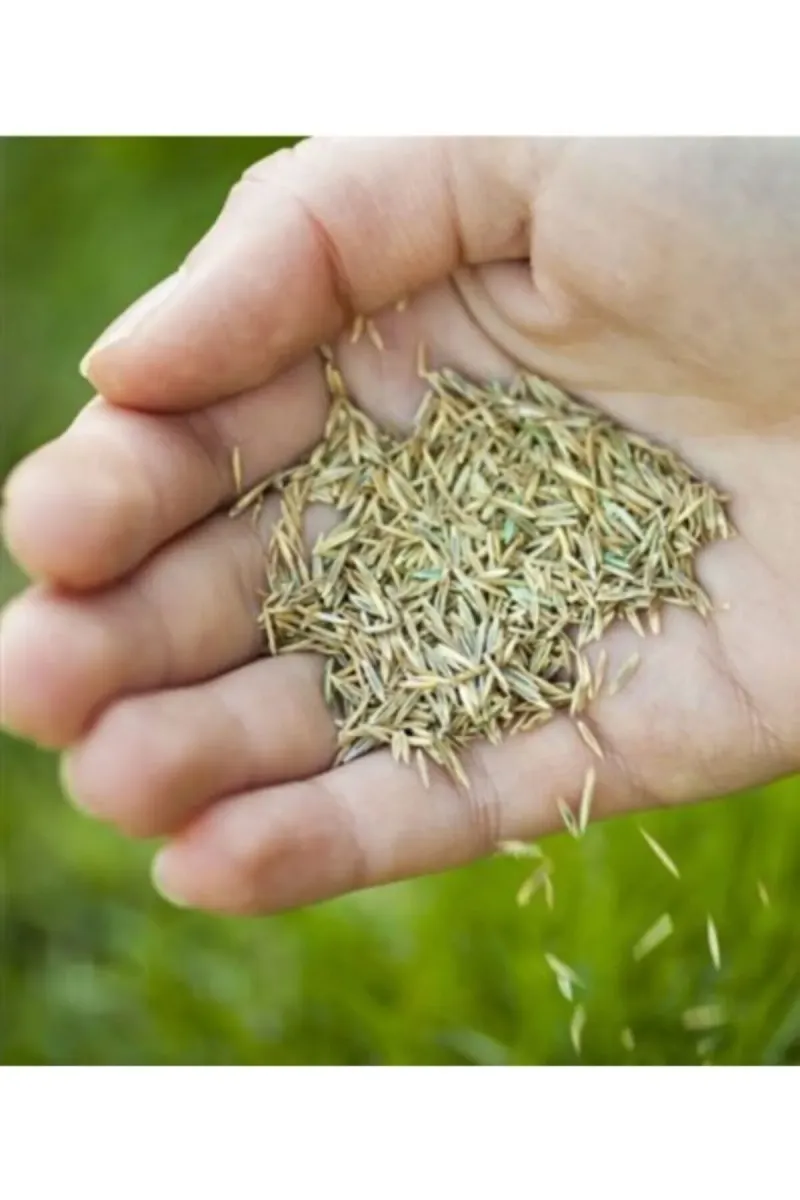 Tarımsal ve Hayvansal Ürünler	Çim Tohumu 100 Gr görsel 1