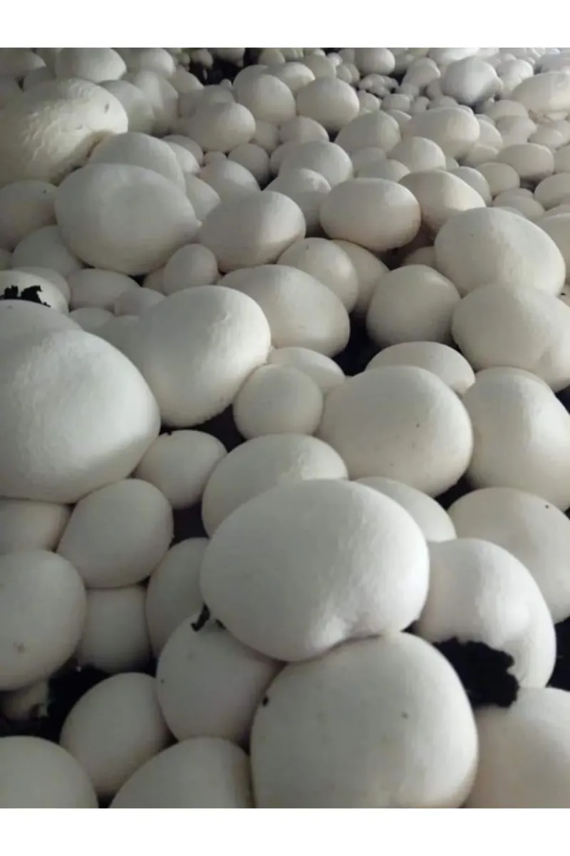 Tarımsal ve Hayvansal Ürünler 51 Kg Beyaz Şapkalı Kültür Mantarı Tohumu