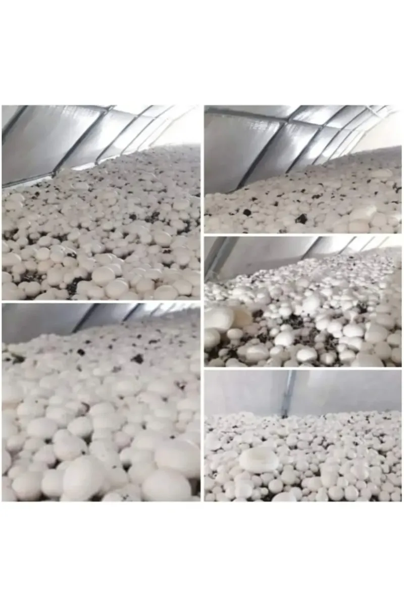 Tarımsal ve Hayvansal Ürünler 51 Kg Beyaz Şapkalı Kültür Mantarı Tohumu görsel 4