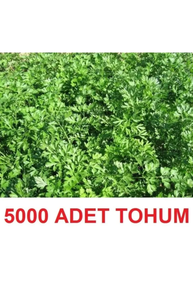 Tarımsal ve Hayvansal Ürünler 5000 Adet Geniş Yapraklı Köylü Maydanoz Tohumu görsel 1