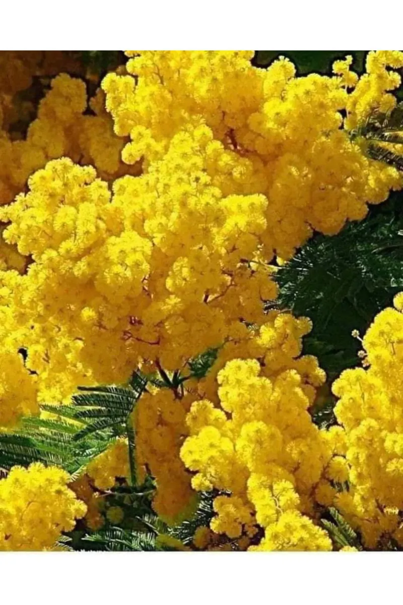 Tarımsal ve Hayvansal Ürünler	13 Litre Mimoza Çiçeği Ekim ve Bakım Torfu görsel 1