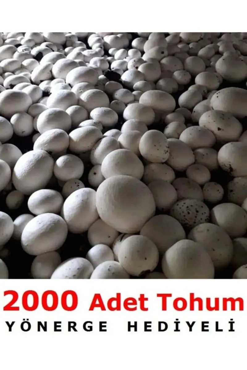 Tarımsal ve Hayvansal Ürünler 2000 Adet Beyaz Şapkalı Kültür Mantarı Tohumu görsel 1