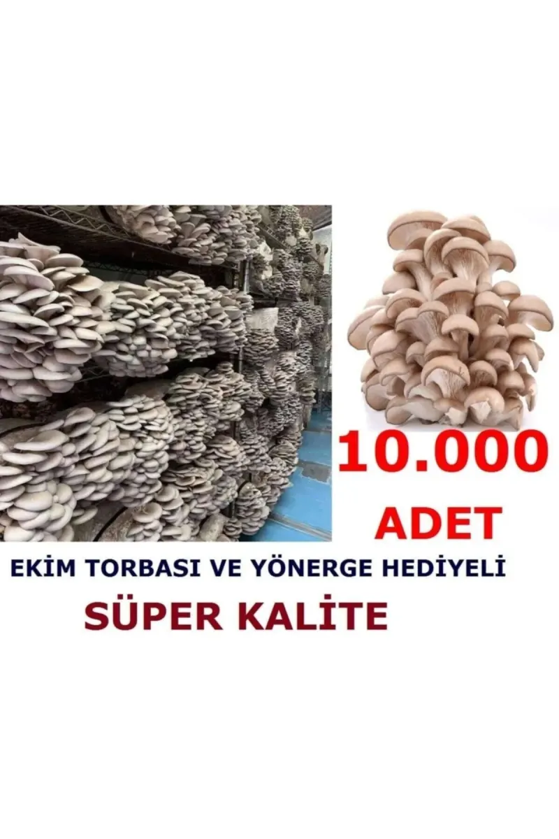 Tarımsal ve Hayvansal Ürünler 10.000 Adet Istiridye Kavak Kayın Mantarı Tohumu görsel 1