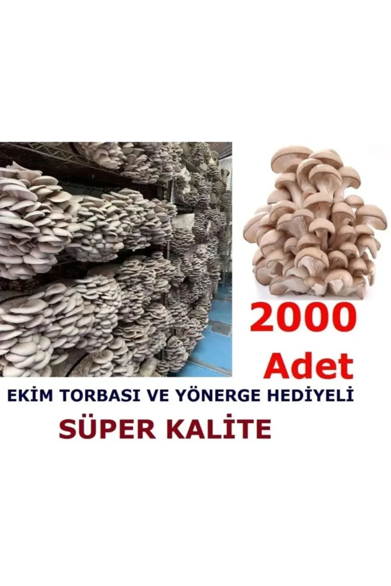 Tarımsal ve Hayvansal Ürünler	2000 Adet Istiridye Kavak Kayın Mantarı Tohumu görsel 1