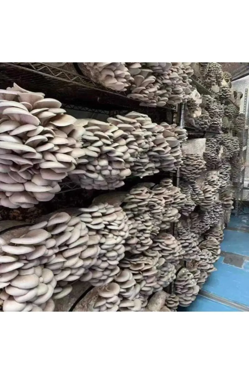 Tarımsal ve Hayvansal Ürünler	2000 Adet Istiridye Kavak Kayın Mantarı Tohumu görsel 2