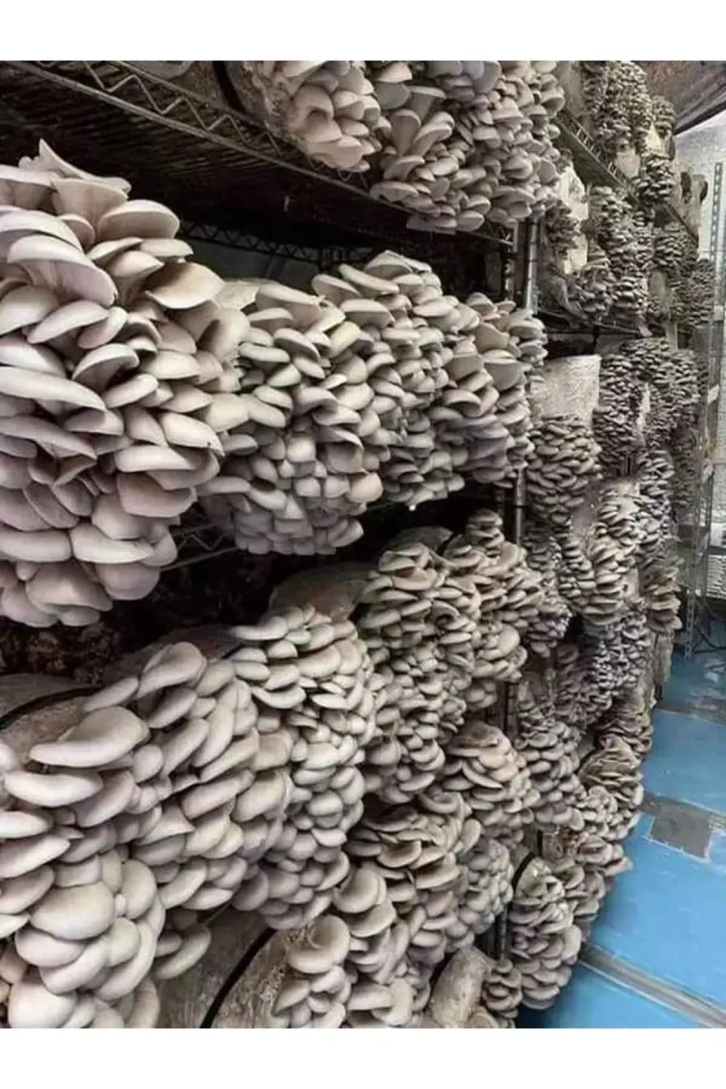 Tarımsal ve Hayvansal Ürünler	20.000 Adet Istiridye Kavak Kayın Yaprak Mantarı Tohumu, Yeteri Kadar Ekim Poşeti, Eğitim Kılavuzu görsel 1