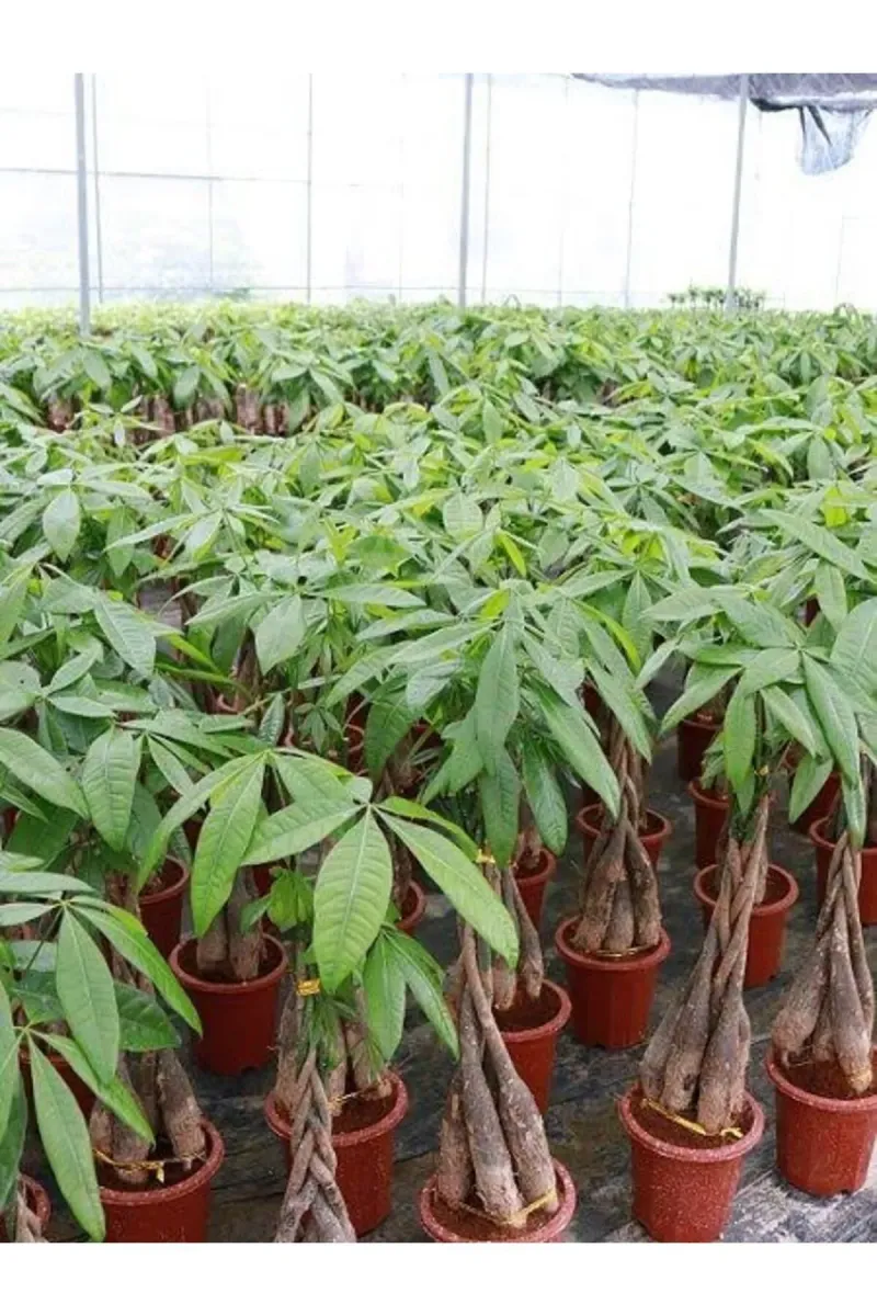 Tarımsal ve Hayvansal Ürünler 13 Litre Örgülü Para Ağacı Ekim ve Bakım Torfu görsel 5