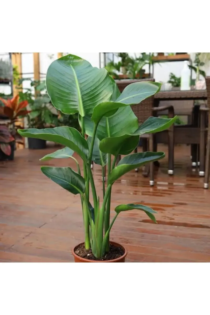 Tarımsal ve Hayvansal Ürünler	13 Litre Starliçe Cennet Kuşu Ekim ve Bakım Torfu görsel 3