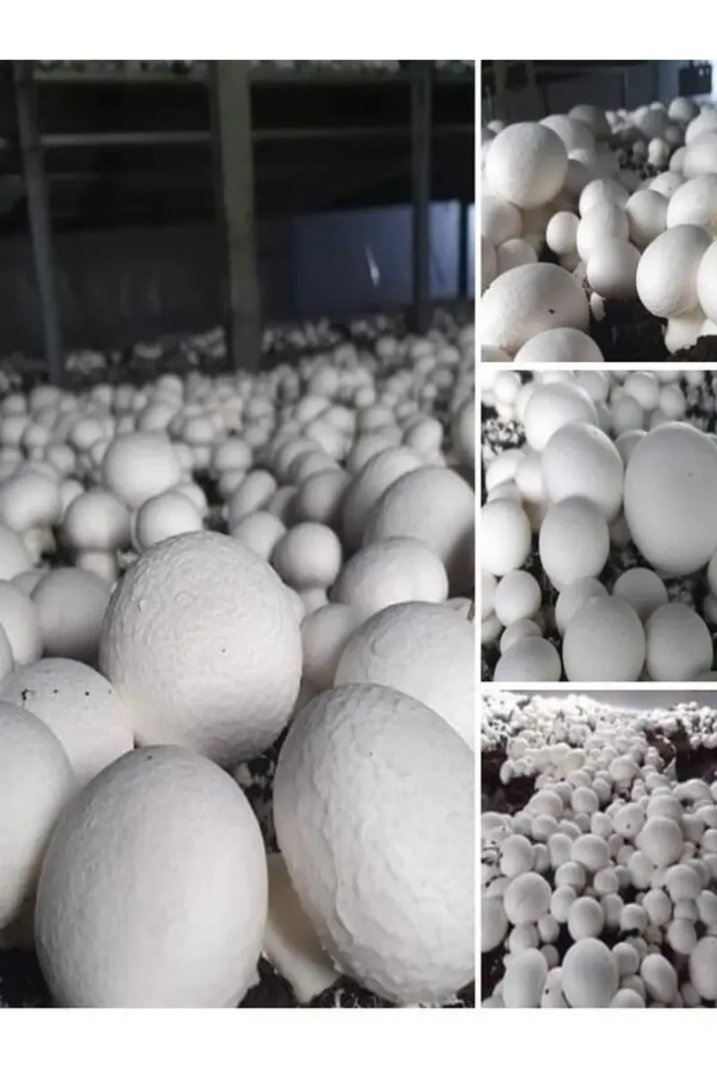 Tarımsal ve Hayvansal Ürünler 1 Gr Kültür Mantarı Tohumu Miseli görsel 3