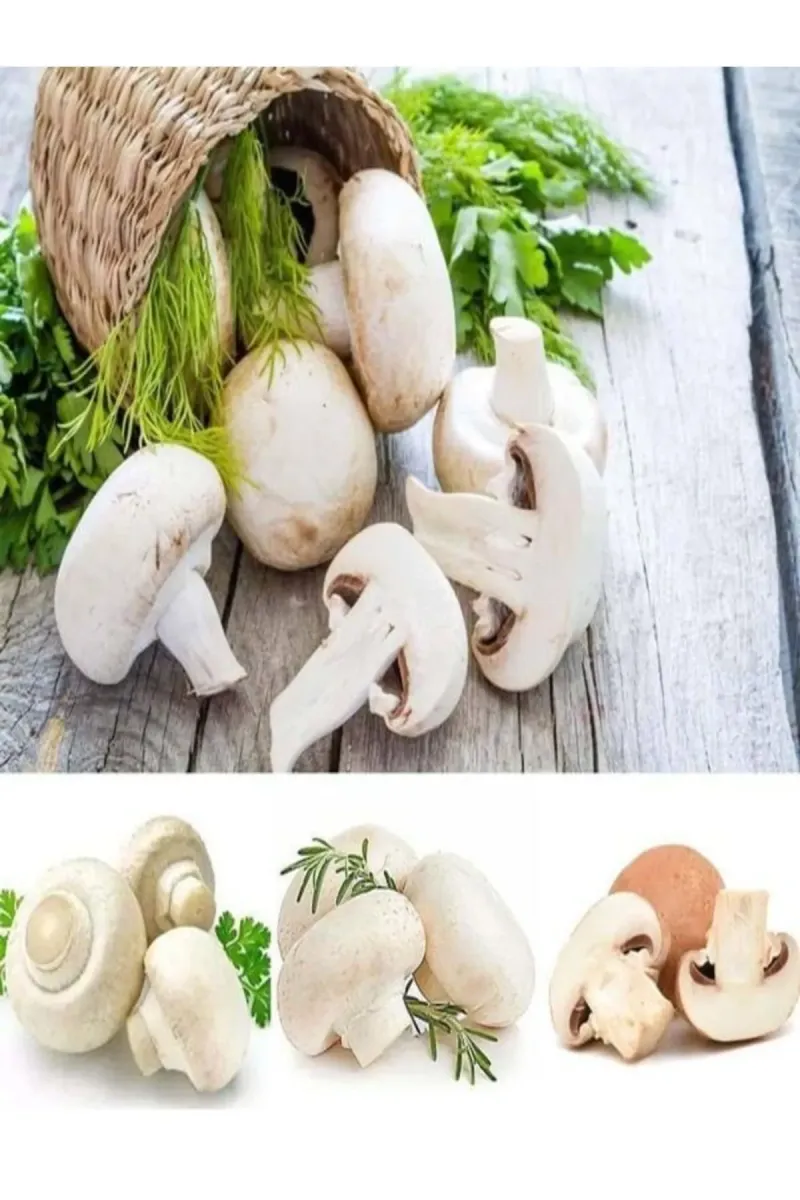 Tarımsal ve Hayvansal Ürünler 1 Gr Kültür Mantarı Tohumu Miseli görsel 1