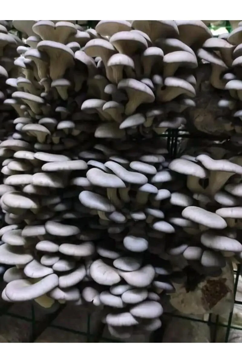 Tarımsal ve Hayvansal Ürünler 1 Gr Istiridye Kayın Mantarı Miseli Tohumu görsel 1