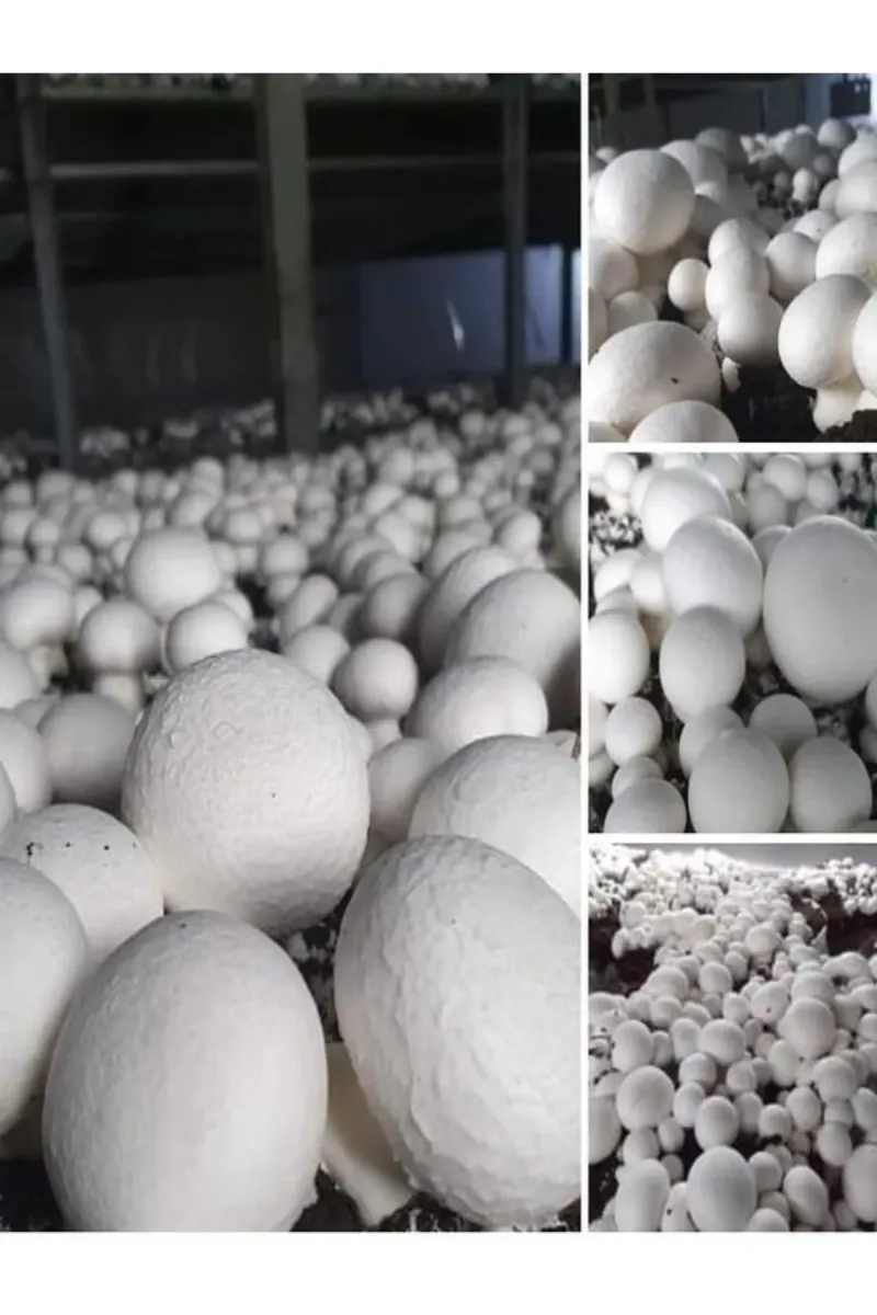 Tarımsal ve Hayvansal Ürünler 1 Gr Beyaz Şapkalı Kültür Mantarı Tohumu görsel 2