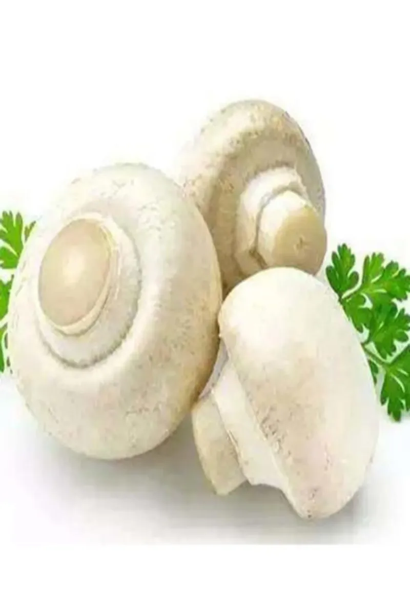Tarımsal ve Hayvansal Ürünler 1 Gr Beyaz Şapkalı Kültür Mantarı Tohumu görsel 1