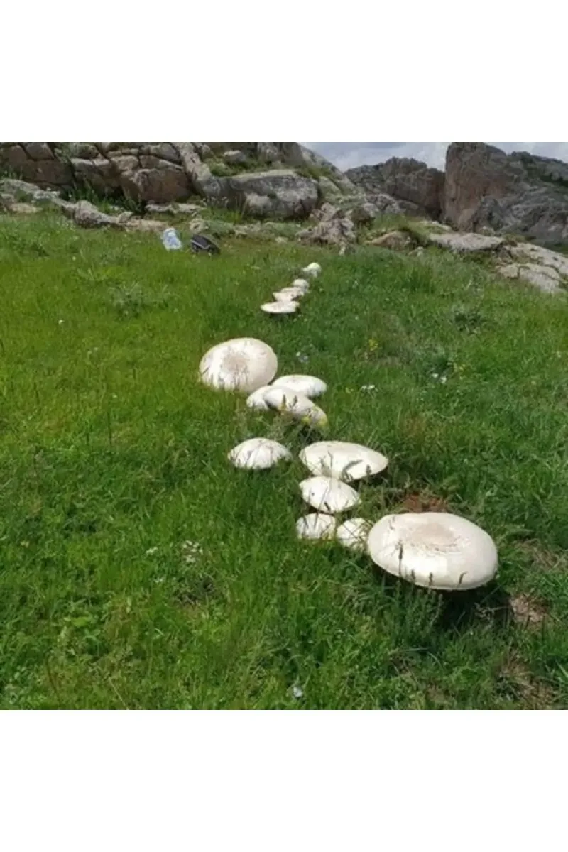 Tarımsal ve Hayvansal Ürünler Doğa Mantarı Kültür Mantarı Tohumu 2000 Adet görsel 3