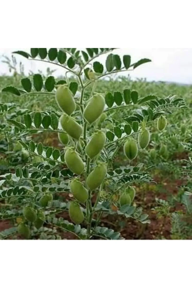 Tarımsal ve Hayvansal Ürünler 500 Adet Nohut Tohumu görsel 1
