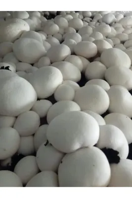 Tarımsal ve Hayvansal Ürünler 51 Kg Beyaz Şapkalı Kültür Mantarı Tohumu