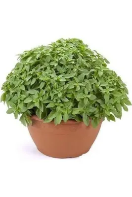 Tarımsal ve Hayvansal Ürünler 13 Litre Reyhan Fesleğen Ekim Torfu