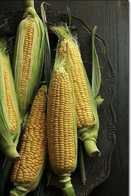 Tarımsal ve Hayvansal Ürünler	Mısır Tohumu 100 Adet