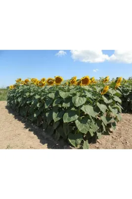 Tarımsal ve Hayvansal Ürünler 100 Adet İri taneli XXL Ayçekirdeği Tohumu