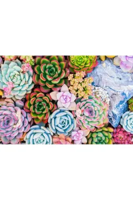 Tarımsal ve Hayvansal Ürünler	13 Litre Sulukent Ekim ve Bakım Torfu