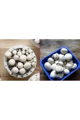 Tarımsal ve Hayvansal Ürünler 2000 Adet Kültür Mantarı Tohumu ve 10 Litre Mantar Ekim Torfu
