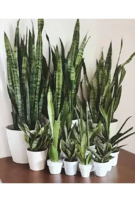 Tarımsal ve Hayvansal Ürünler 13 Litre Peygamber Paşa Kılıcı Ekim ve Bakım Torfu