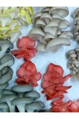 Tarımsal ve Hayvansal Ürünler 1 gr Yaprak Mantarı Tohumu