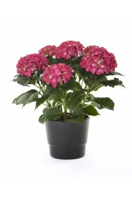 Tarımsal ve Hayvansal Ürünler 13 Litre Antoryum Çiçeği Ekim Torfu