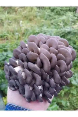 Tarımsal ve Hayvansal Ürünler 1 Gr Istiridye Kavak Mantarı Tohumu