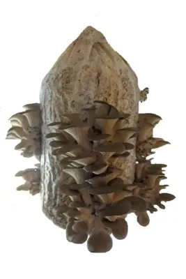 Tarımsal ve Hayvansal Ürünler 100 Gr Kayın Kavak Yaprak Mantarı Tohumu, Ekim Torbası Ve Yönerge