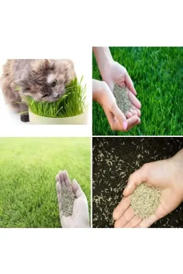 Tarımsal ve Hayvansal Ürünler Kedi Çimi Tohumu 1 M2 Alana Yetecek Kadar
